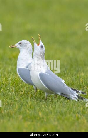 The common gull, mew gull or sea mew, Larus canus in flight Stock Photo
