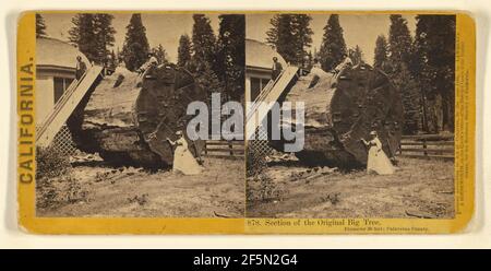 Section of the Original Big Tree, Diameter 30 feet; Calaveras County.. Lawrence & Houseworth Stock Photo