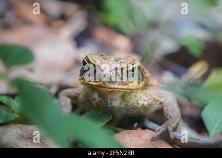 Close-up detail of a grumpy looking cane toad or giant neotropical toad (Rhinella marina) in the Daintree Rainforest, Queensland, Australia. Stock Photo
