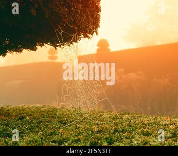 spider's web, in topiary, Stock Photo