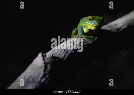 Moody light and shadow portrait of a nocturnal male Australian green tree frog (Ranoidea caerulea) at night in the tropical Daintree Rainforest, Queen Stock Photo