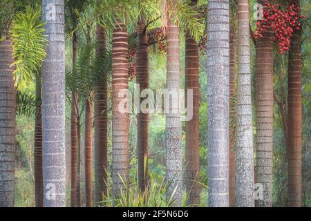 A colourful, tropical, lush row of palm tree trunks lined up at the Daintree Rainforest in Queensland, Australia. Stock Photo