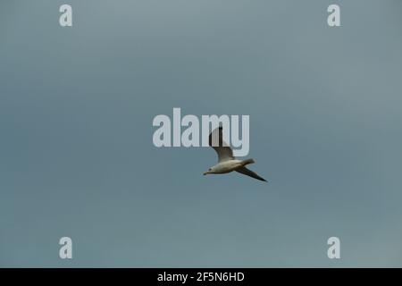 One seagull in flight aginst a cloudy sky Stock Photo