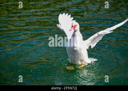 Magnificent Muscovy duck on a small pond with its wings spread out Stock Photo