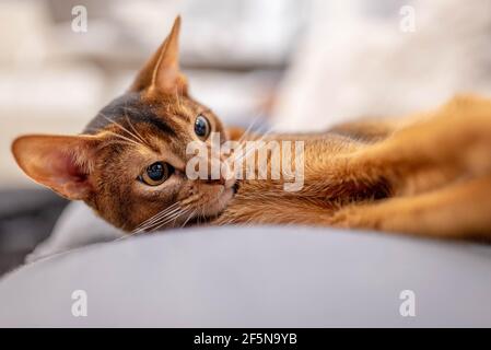 Cute Abyssinian cat lying on a gray sofa at home and playing with a mouse. Stock Photo