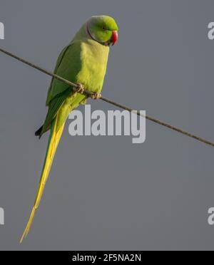 A ring-necked parakeet (Psittacula krameri) perching on a wire in evening sunlight (UK) Stock Photo