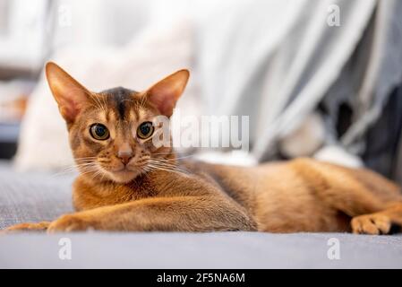 Cute Abyssinian cat lying on a gray sofa at home and playing with a mouse. Stock Photo