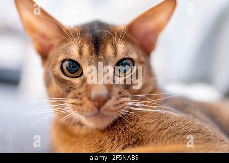 Cute Abyssinian cat lying on a gray sofa at home and playing with a mouse. Stock Photo