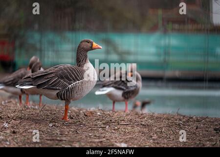 Side view of multiple brown and orange geese standing together looking into the distance in a park in the center of London city. Cold winter day in UK Stock Photo