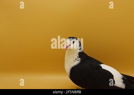 Black and white pigeon, white pigeon with black wings isolated Stock Photo