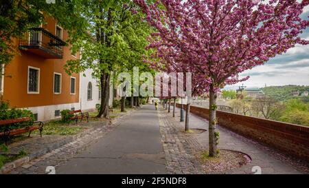 Cherry Blosom Trees in Bloom in the springtime in Budapest, Hungary Stock Photo