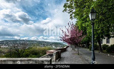 Cherry Blosom Trees in Bloom in the springtime in Budapest, Hungary Stock Photo