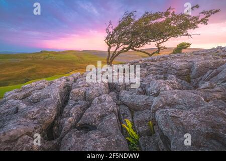 Vibrant colourful sunset or sunrise sky over limestone pavement landscape and a wind bent English Hawthorn tree at Twisleton Scar, in the Yorkshire Da Stock Photo