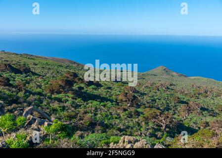 Wind bent juniper trees at El Sabinar at El Hierro island in Canary islands, Spain. Stock Photo