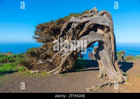 Wind bent juniper trees at El Sabinar at El Hierro island in Canary islands, Spain. Stock Photo