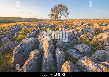 Golden sunset or sunrise light on a lone ash tree (Fraxinus excelsior) and limestone pavement in the countryside landscape of Malham, Yorkshire Dales Stock Photo