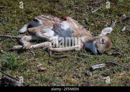 A dead young fallow deer found in the dunes of the Netherlands. Stock Photo