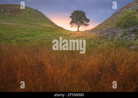 Scenic English countryside landscape of the lone tree at Sycamore Gap along Hadrian's Wall with a dramatic sunset or sunrise sky. Stock Photo