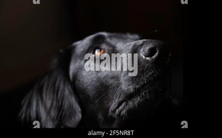 Head of an upward facing Flatcoated Retriever against a black background with focus on the wet shiny nose Stock Photo