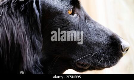 Side view of the sunlit head of a beautiful black Flatcoated Retriever with brown eyes on light background. Focus on the eyelids and hairs Stock Photo