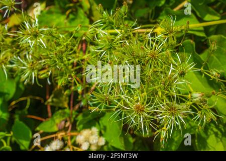 Green mediterranean plants and flowers with green natural background in Croatia. Stock Photo