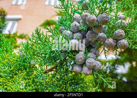 Green mediterranean plants and flowers with green natural background in Croatia. Stock Photo