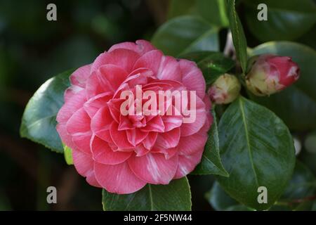 Camellia flowers at Clyne gardens Stock Photo