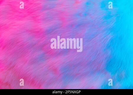 Fur smooth background. Colorful fashion luxury fur texture in pink and blue colors. Rabbit fluffy skin Stock Photo