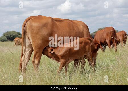 Young calf suckling milk from the udder of its mother, South Africa Stock Photo