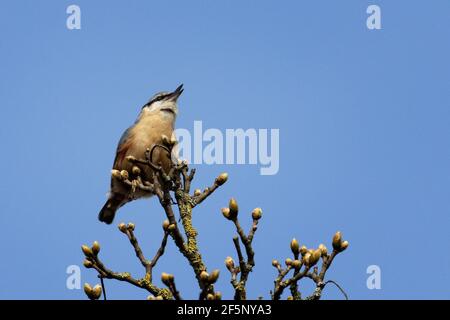 UK wildlife: nuthatch singing in the top of a tree filled with spring buds, West Yorkshire Stock Photo