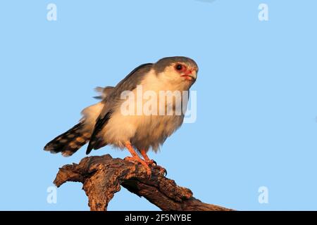 A pygmy falcon (Polihierax semitorquatus) perched on a branch, South Africa Stock Photo