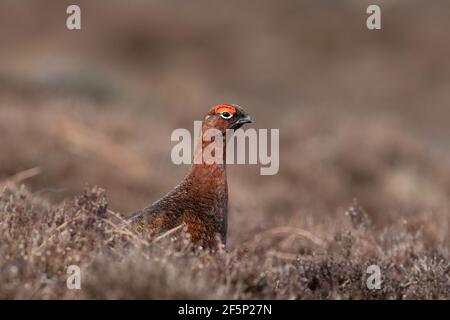 Red Grouse (Lagopus lagopus scotica) in the heather moorland of the Peak District Stock Photo