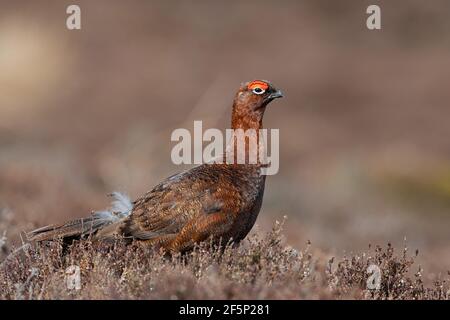 Red Grouse (Lagopus lagopus scotica) in the heather moorland of the Peak District Stock Photo