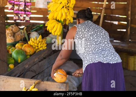 Hagala, Sri Lanka - March 26 2019: A local Sri Lankan woman prepares a refreshing king coconut or thambili (Cocos nucifera) at a rural roadside fruit Stock Photo