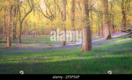 Dappled light on a forest woodland of colourful bluebells (Hyacinthoides) in Spring at Kinclaven Bluebell Wood in Perthshire, Scotland. Stock Photo