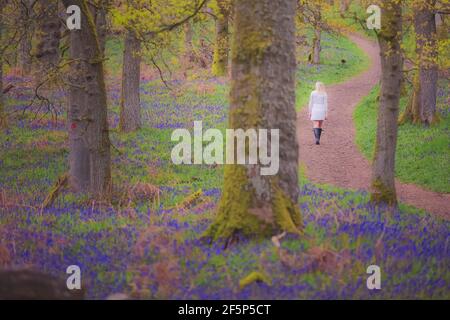 A young blonde female visitor explores a forest woodland of colourful bluebells (Hyacinthoides) in Spring at Kinclaven Bluebell Wood in Perthshire, Sc Stock Photo