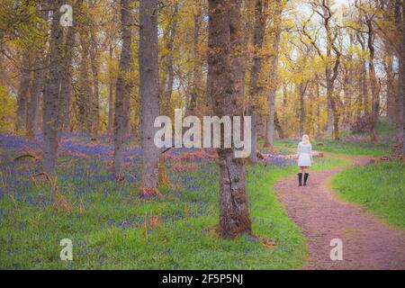 A young blonde female visitor explores a forest woodland of colourful bluebells (Hyacinthoides) in Spring at Kinclaven Bluebell Wood in Perthshire, Sc Stock Photo