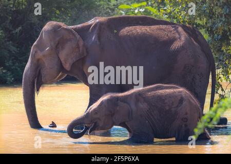 Mother and baby Sri Lankan elephants (Elephas maximus maximus) drink water with their trunks at a watering hole in the jungle of Udawalawe National Pa