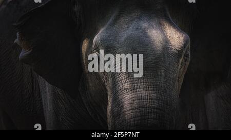 Close-up moody portrait with dramatic light and shadow showing texture and detail of a Sri Lankan elephant (Elephas maximus maximus) trunk in the jung Stock Photo