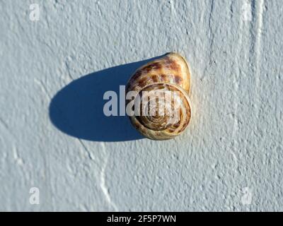 A grape snail crawling on a plastered wall Stock Photo
