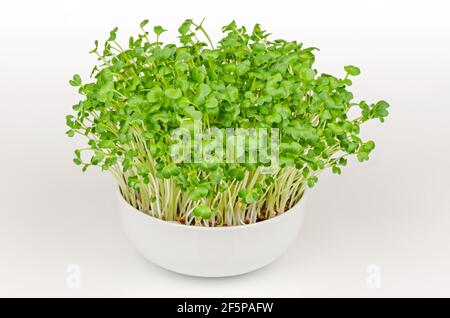 Daikon radish, microgreens in a white bowl. Fresh and ready to eat, sprouted Japanese radish. Green shoots, seedlings, young plants and leaves. Stock Photo
