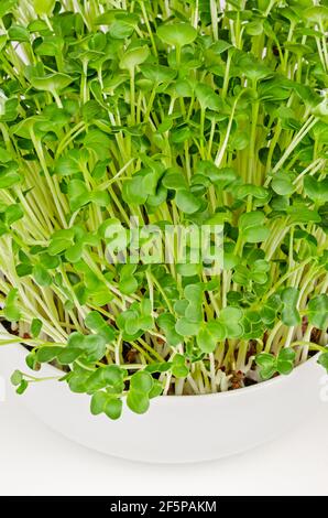 Daikon radish, microgreens in a white bowl, close up. Fresh and ready to eat, sprouted Japanese radish. Green shoots, seedlings and young plants. Stock Photo