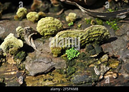 Close-up mushroom with fluted wavy gray-green head texture tree trunk with moss, top view Stock Photo