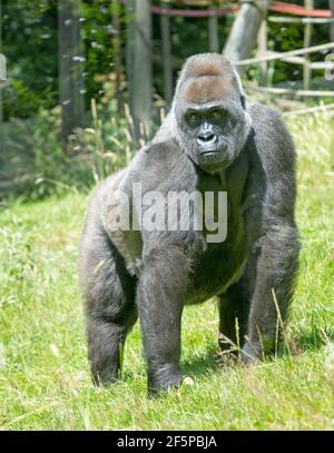 Captive Western Lowland Gorilla standing in an enclosure, in London Zoo Stock Photo