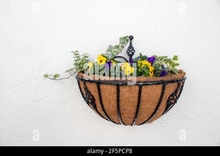 Wrought iron wall basket plated with purple and yellow pansies and ivy, on a white textured wall. Stock Photo