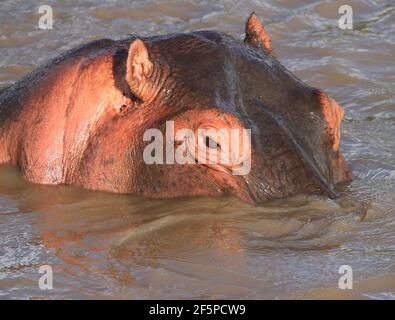 Close up of a partially submerged Hippopotamus with one eye directly above the water - Zambia, Africa Stock Photo