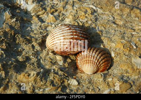 Cockleshells resting on a fossilized rock, edible saltwater clam with ribbed texture washed by the sea in Algarve, Portugal Stock Photo