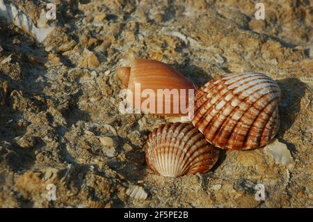 Few different shells such as cockleshells and alphabet cone displayed on rocky fossilized ground in Algarve, Portugal, summer holidays by the sea Stock Photo