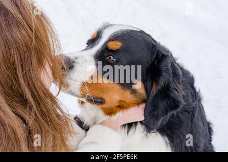 A purebred Bernese Mountain Dog puppy on a winter walk with its owner. Close up outdoor portrait. The owner puts her arms around the dog's neck. Stock Photo