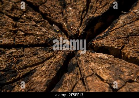 Macro texture of cracked and weathered old tree stump Stock Photo